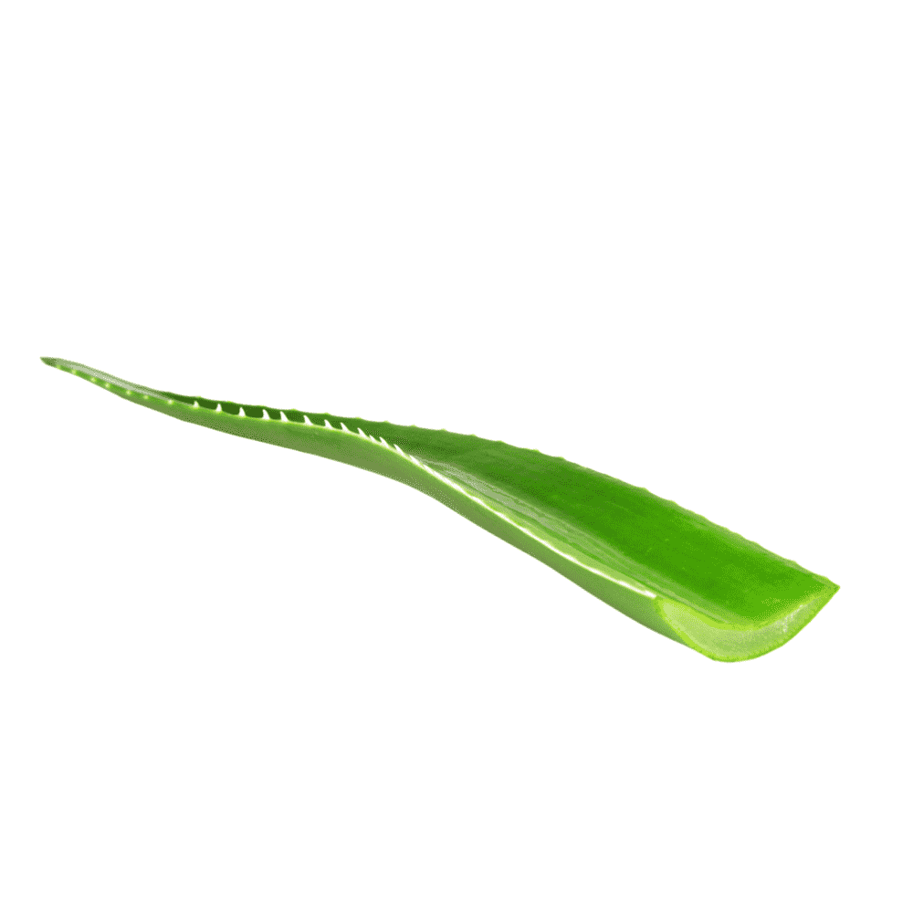 Aloe vera hoja