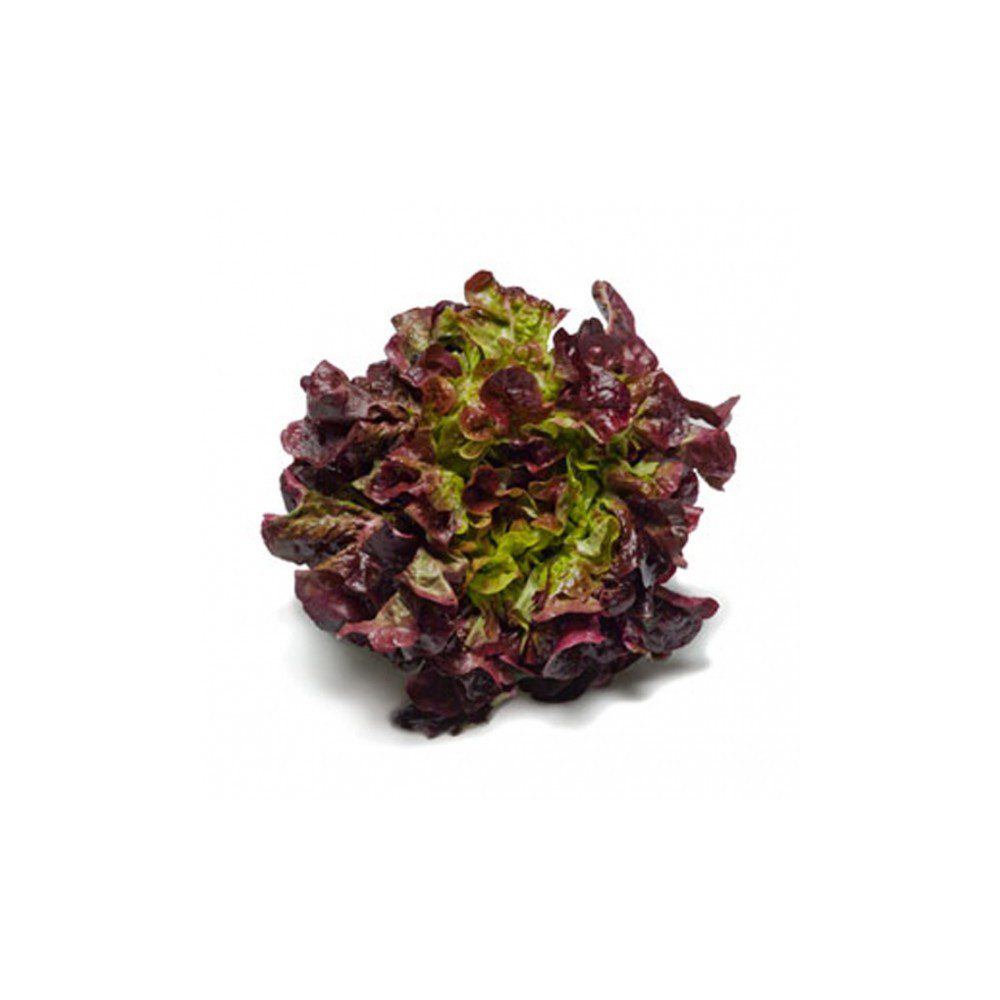 Lechuga Morada