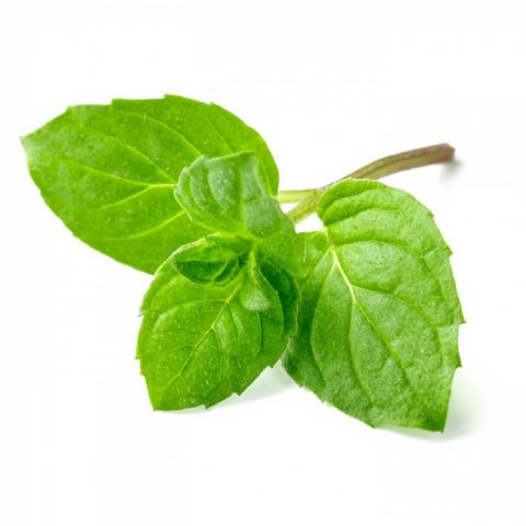 Menta 250gr