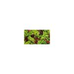 mix-de-hidroponicas-con-hojas-de-beterraga-frescas-250-gr